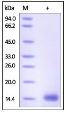 SDS-PAGE (CST5-675H).jpg